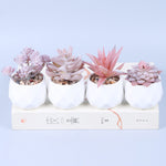 Pink Flocking Artificial Bonsai With Pot