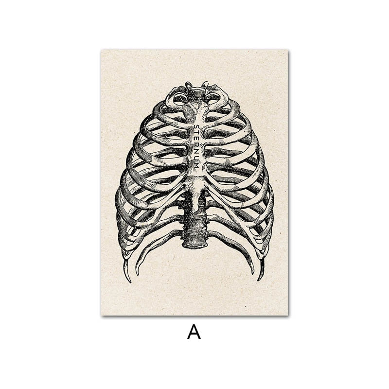 Vintage Human Anatomy Poster
