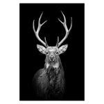 Black and White Animals Wall Art Canvas