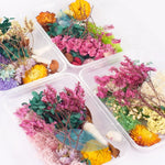 Natural Real Dried Flowers